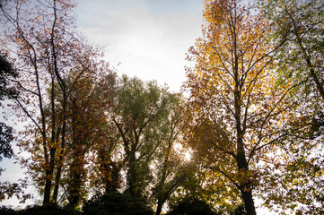few alighted trees