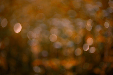 The abstract background of soft golden bokeh