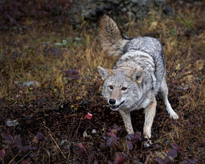 Coyote in Fall colors in Montana, USA