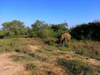 Fototapeta premium Elephant