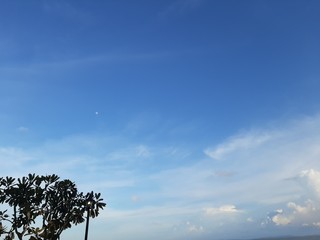 Obraz premium tree and blue sky