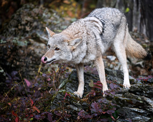 Coyote in Fall colors in Montana, USA