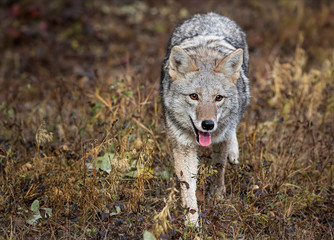 Coyote in Fall colors in Montana, USA