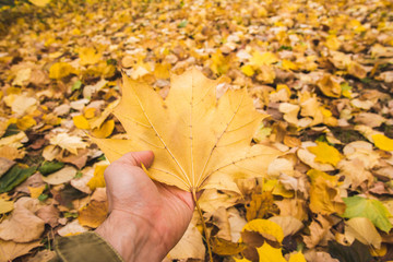 Hand is holding fallen yellow leaf 