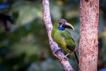 Emerald toucanet, Aulacorhynchus prasinus. Birds of Costa Rica. San Gerardo de Dota.