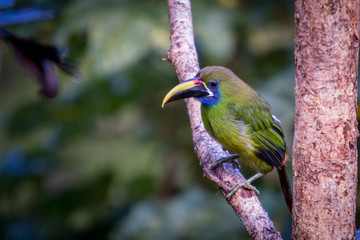 Emerald toucanet, Aulacorhynchus prasinus. Birds of Costa Rica. San Gerardo de Dota.