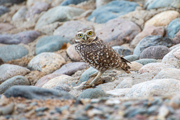 Burrowing Owl