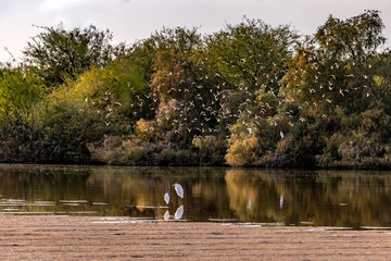 Snowy Egret