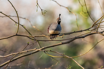 Gambel's Quail