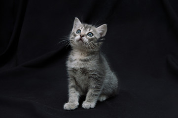 British breed kitten on black background