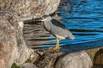 Black Crowned Night Heron