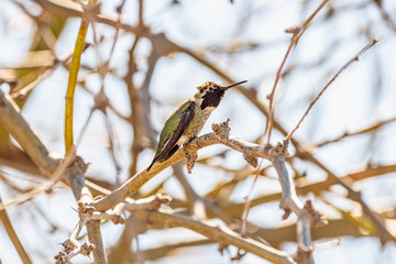 Black Chinned Hummingbird