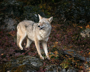 Coyote in Fall colors in Montana, USA