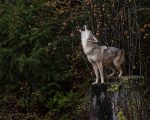 Coyote in Fall colors in Montana, USA