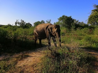 Fototapeta premium Elephant