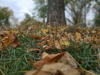 autumn leaves in the forest