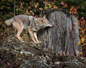Coyote in Fall colors in Montana, USA