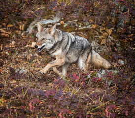 Fototapeta premium Coyote in Fall colors in Montana, USA
