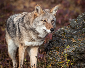 Coyote in Fall colors in Montana, USA