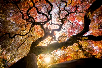 Japanischer Ahorn © FattalPhotography
