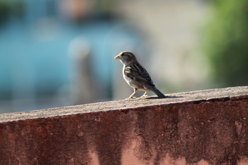sparrow on fence