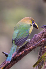 Emerald toucanet, Aulacorhynchus prasinus. Birds of Costa Rica. San Gerardo de Dota.