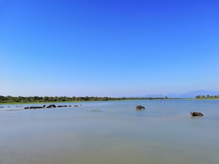 Lake and water Buffalo