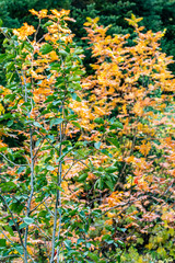 Obraz premium Fall leaves