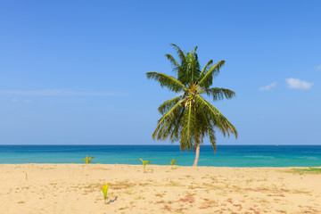 Fototapeta na wymiar Tropical Beach with Coconut Palm Trees and blue sky