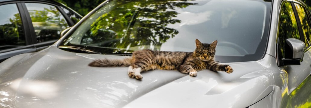 White Cat Stretching On Blue Car Bonnet.