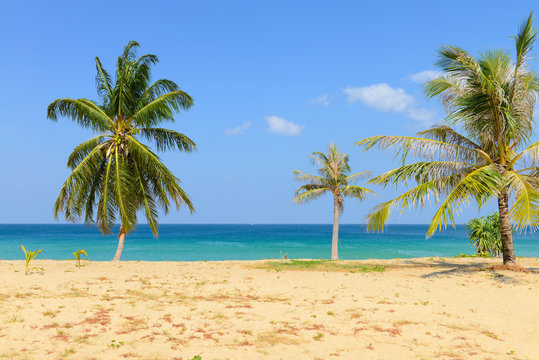 Tropical Beach with Coconut Palm Trees and blue sky © opasstudio
