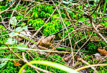 A ground frog in a forest