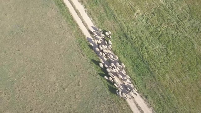 A group of suffolk sheeps running over a green grass field in a farm