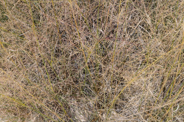A closeup view of grass at White Sands.