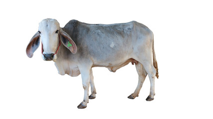 Thai cow standing in the grass field