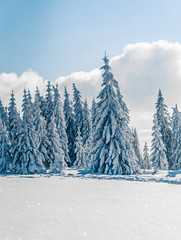 Beautiful snowy fir trees in frozen mountains landscape in sunset. Christmas background with tall spruce trees covered with snow. Alpine ski resort. Winter greeting card. Happy New Year