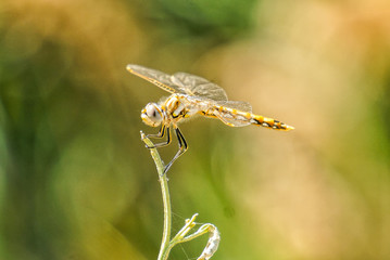 dragonfly on a leaf