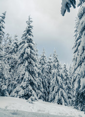 Beautiful snowy fir trees in frozen mountains landscape. Christmas background with tall spruce trees covered with snow in forest. Alpine ski resort. Winter greeting card. Happy New Year