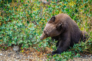Naklejka premium Black bear eating