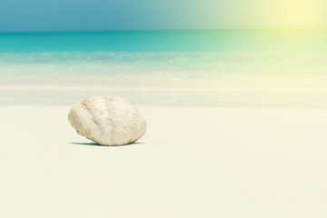 Fototapeta na wymiar White seashell in pristine maldives beach
