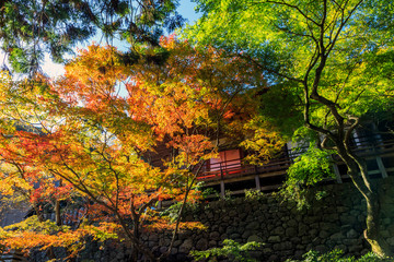両子寺の紅葉
