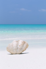 Obraz na płótnie Canvas White seashell in pristine maldives beach