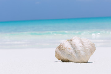 White seashell in pristine maldives beach