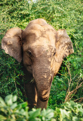 Elephant calf eating in jungle forest bushes in national nature park Udawalawe, Sri Lanka