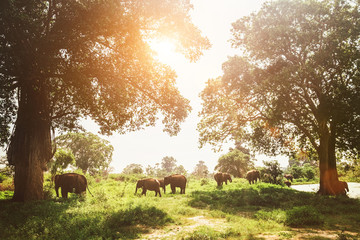 Elefants family herd grazing near the pond in national nature park Udawalawe, Sri Lanka