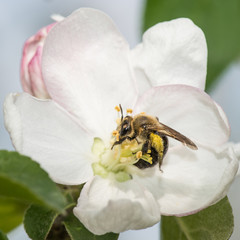 Andrena, mining bee pollinating 'Zestar' apple flower