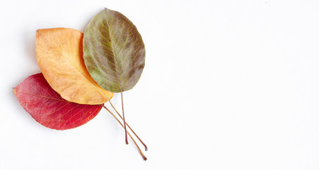 Flat lay top view vibrant red, yellow and green dry autumn leaves which lie on top of each other on...