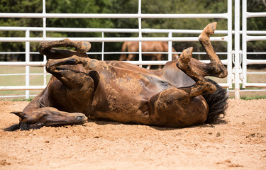 Rolling Horse