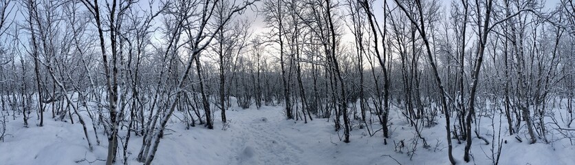 Fototapeta na wymiar wintery white cold snow forest 