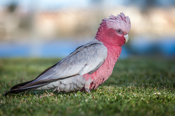 Portrait of a Galah parrot © Alex Zubko